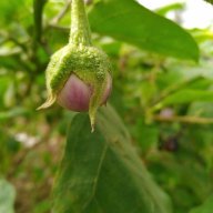 A mập