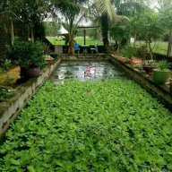 Phong Trầncrv