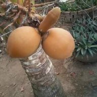 Boy hàng to