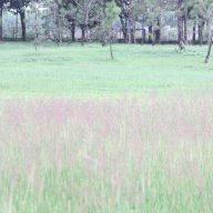langthangkhapnoi