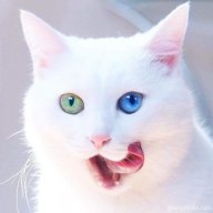 nhatniemaaa67