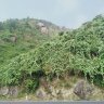 Ken Đà nẵng 97