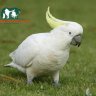 congtuhn_92
