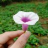 Soncuto14cm