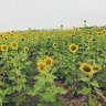 Cô Gái Hà Nội Biết cười