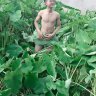 Chim chích