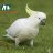congtuhn_92