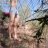 Hung98