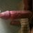Mrx