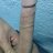 Chim 20cm